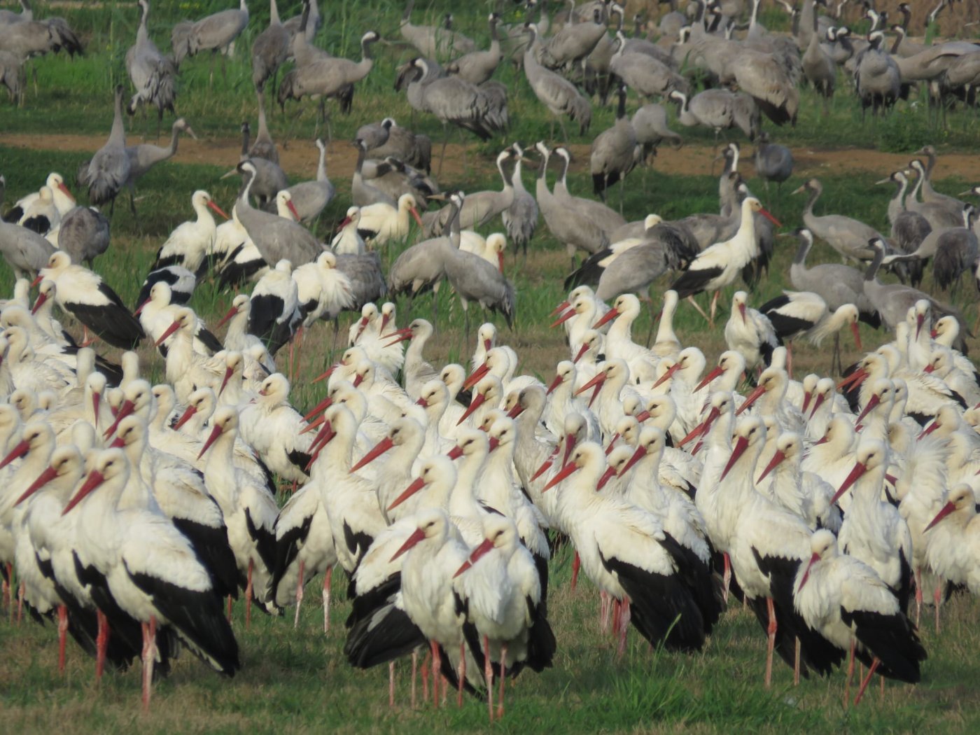 עינבר שלומית רובין, אגמון החולה-קק