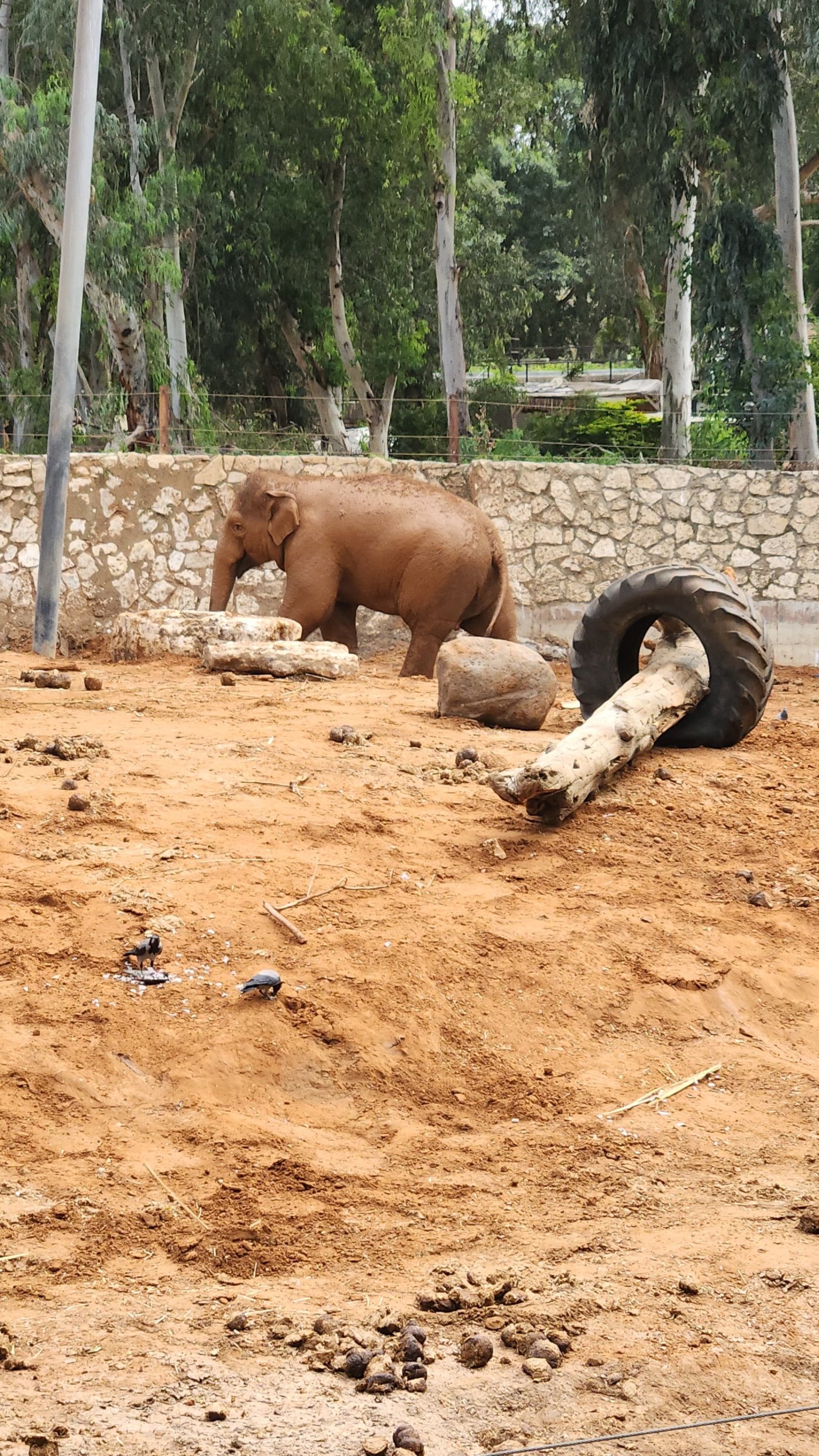 דוברות הספארי