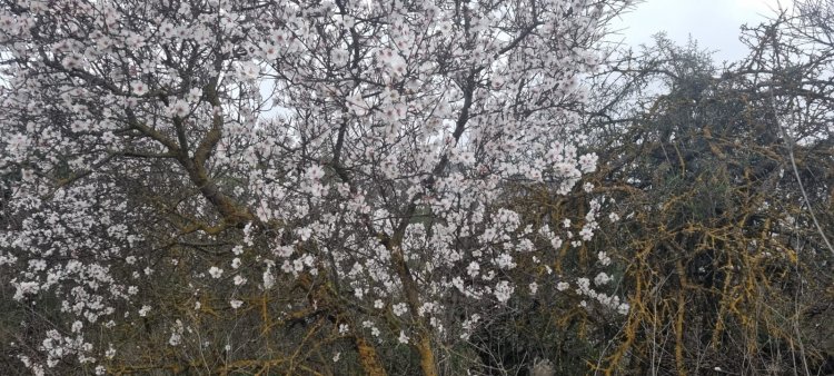 קובי פינקלר