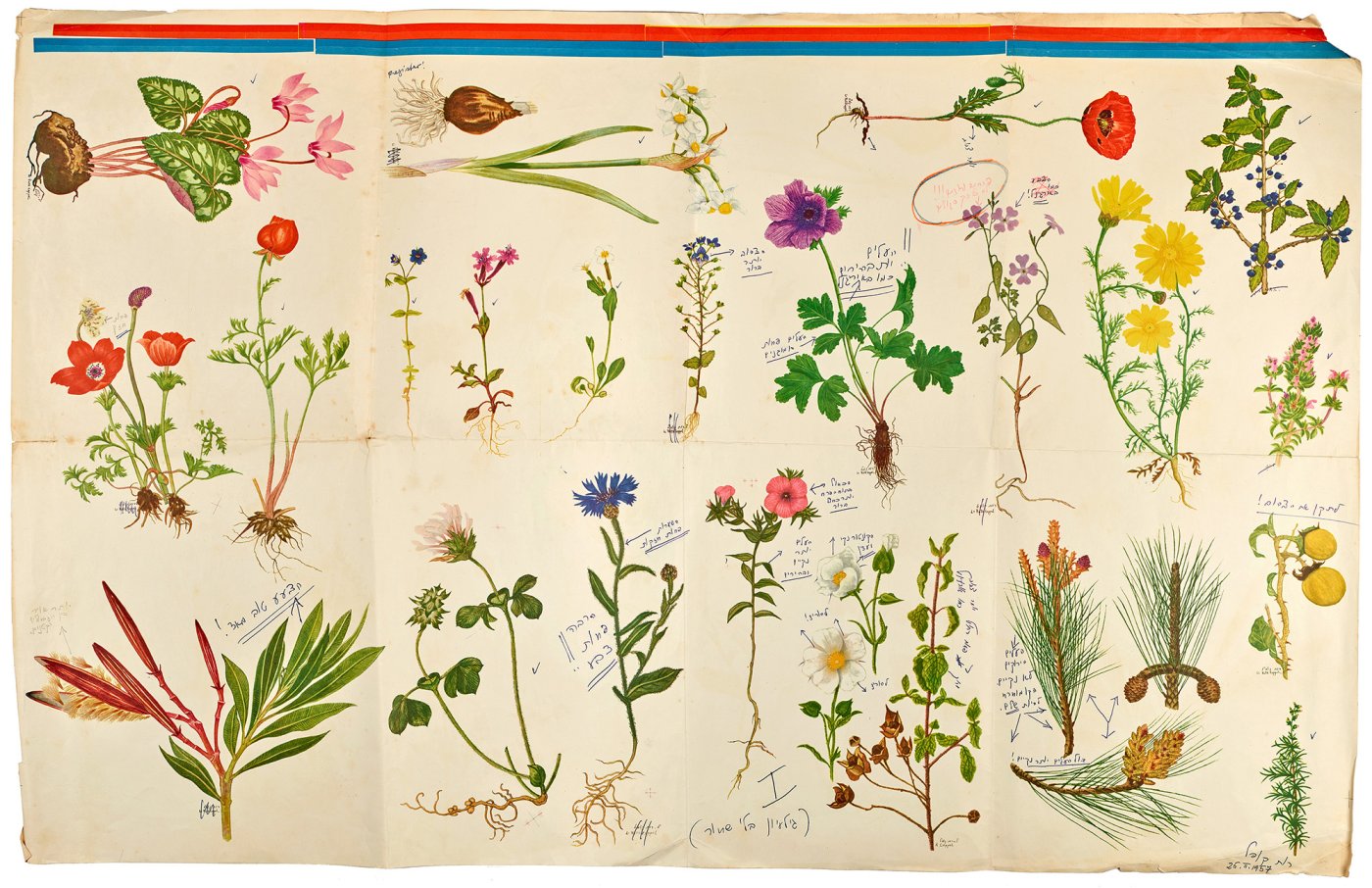 ארדון בר חמא