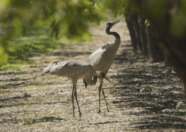 עמיר בלבן, החברה להגנת הטבע