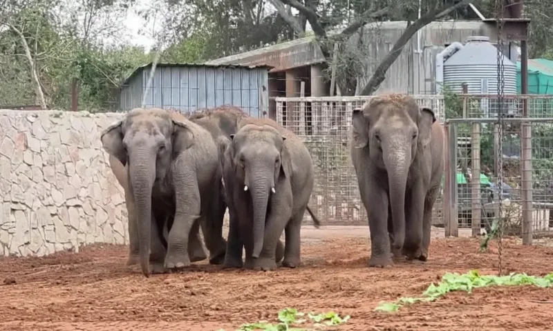 איזה אושר: אחרי מספר ימי כליאה, הפילים בספארי יצאו לחצר.
