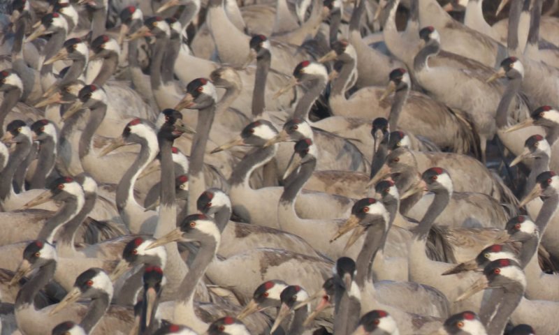 בבוקר חורפי יפהפה נספרו 18,300 עגורים באגמון החולה | צפו