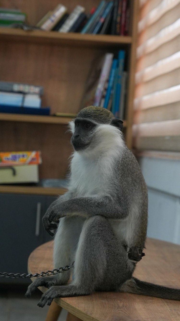 דוברות המשטרה