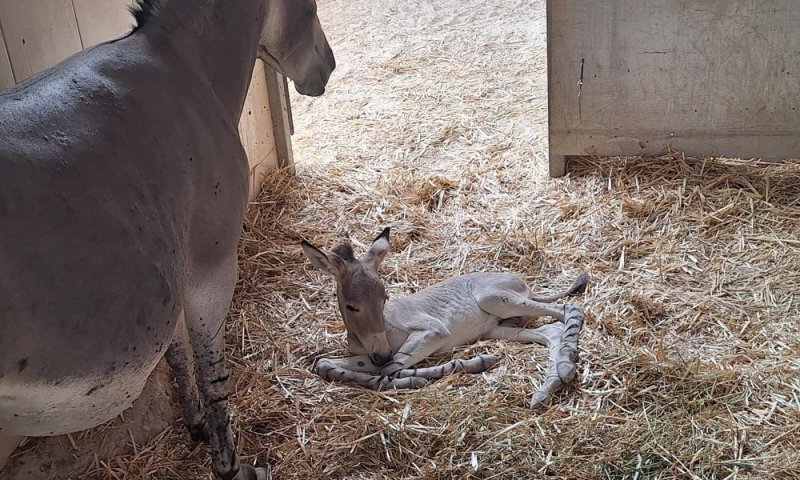 עזרו לספארי: יש לכם רעיון לשם לחיה הנדירה שנולדה?
