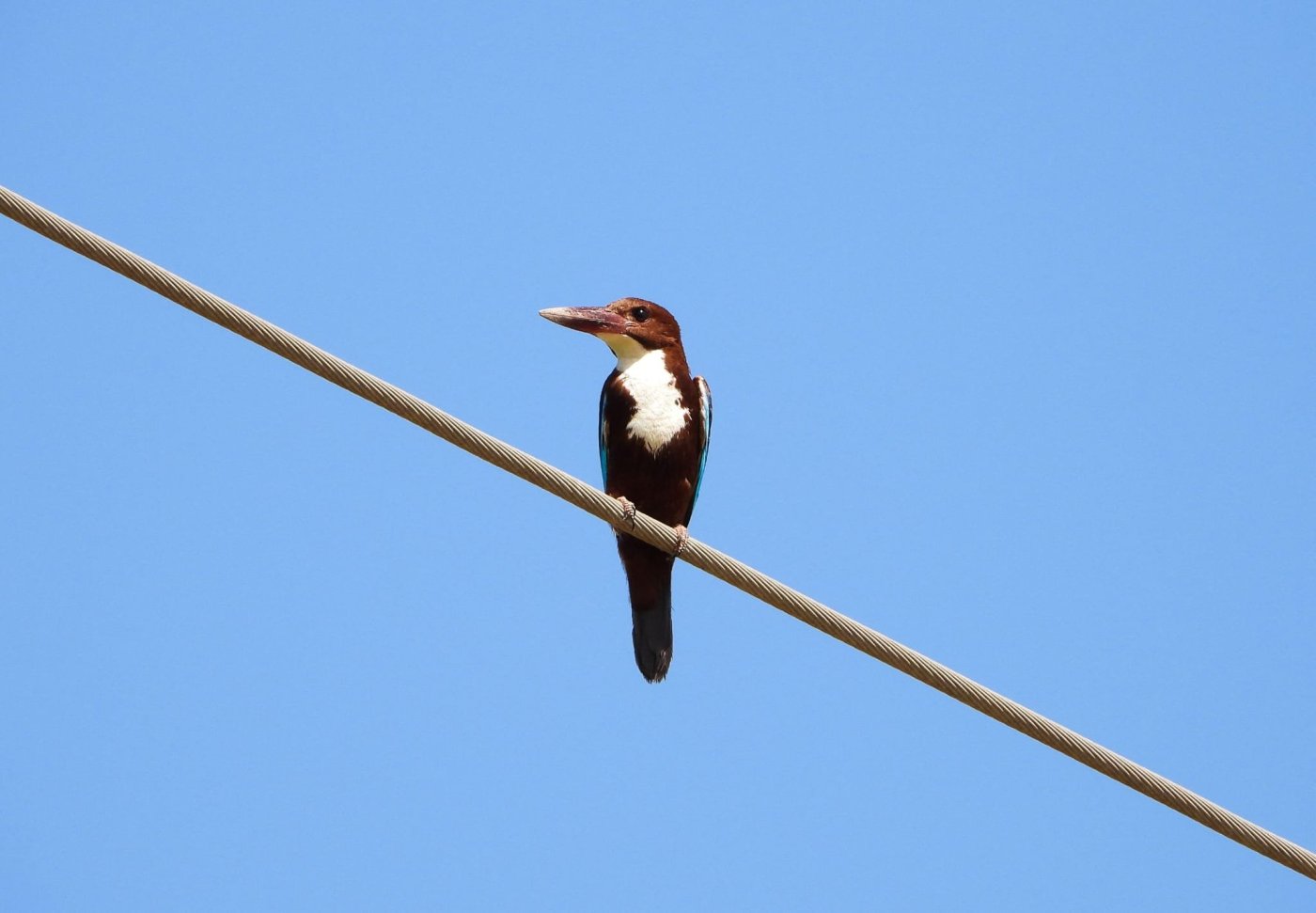 דב גרינבלט, החברה להגנת הטבע.