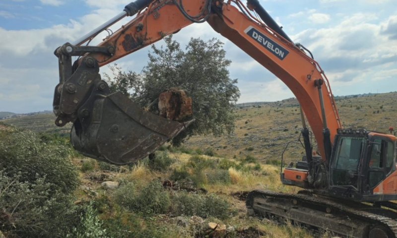בהנחיית סמוטריץ': המנהל האזרחי עקר 3,000 עצים של פלסטינים