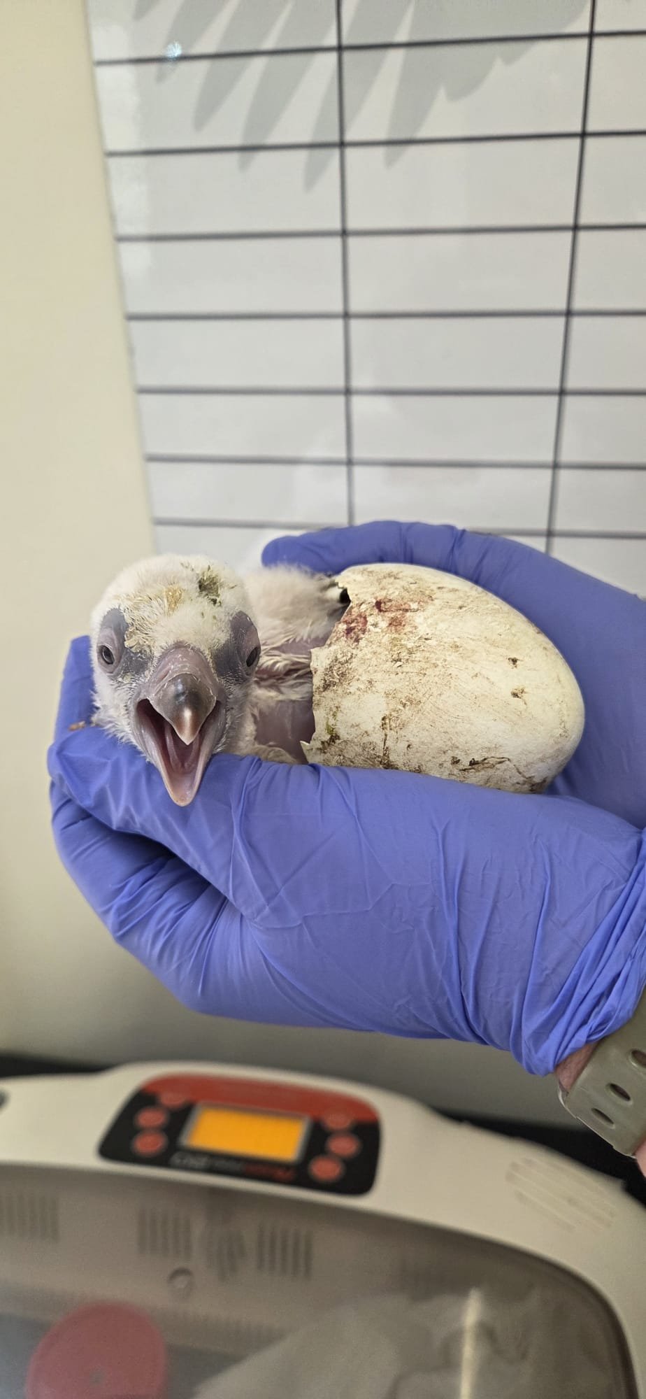 צילום:חגית אלבג