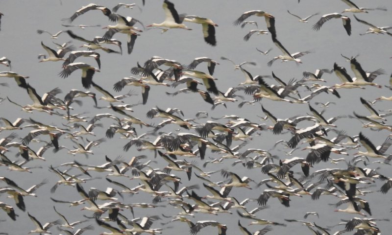 מראה נדיר בצפון: מיליוני ציפורים יצרו "פקק נדידה" באגמון החולה