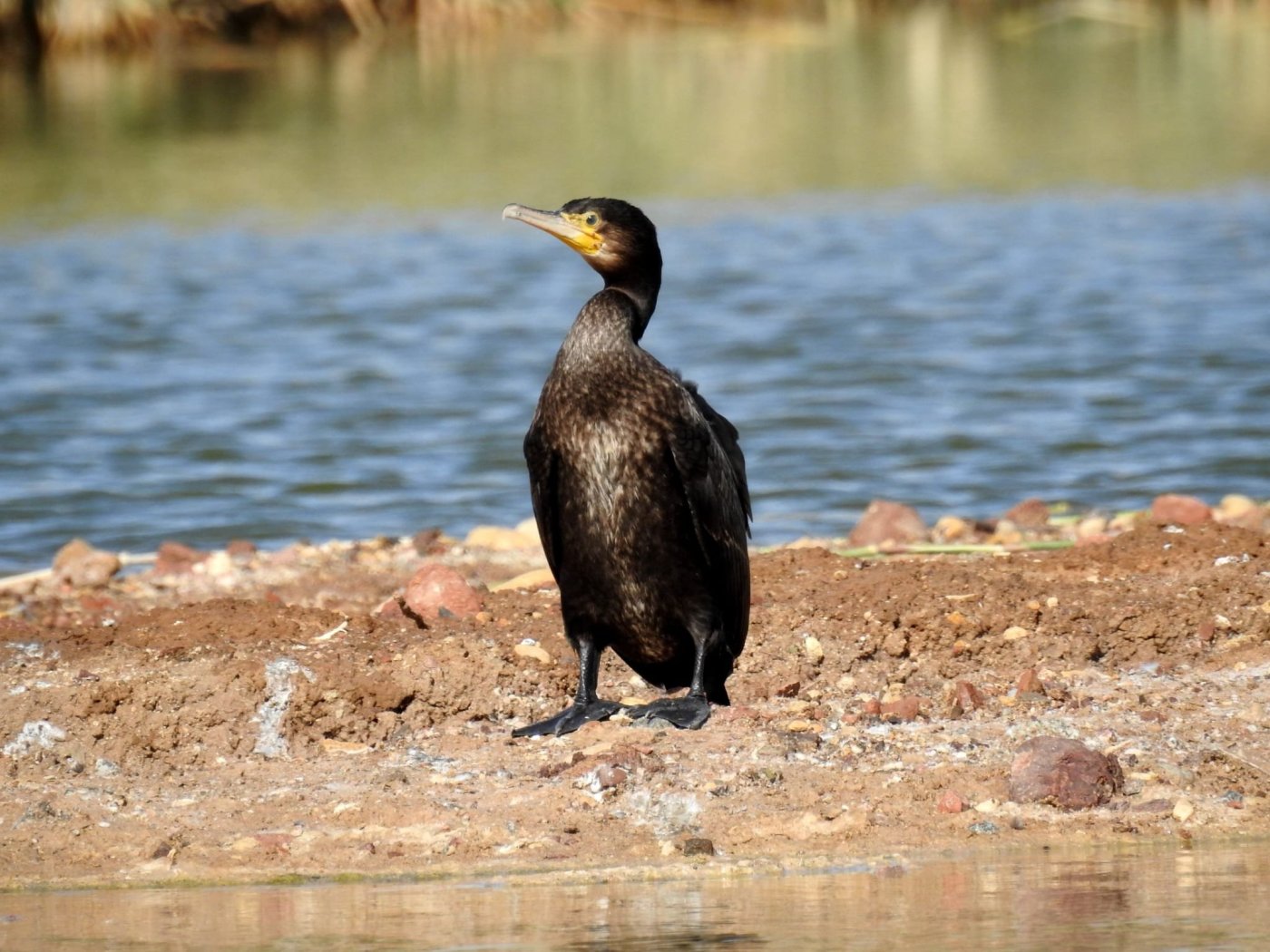 דב גרינבלט, החברה להגנת הטבע.