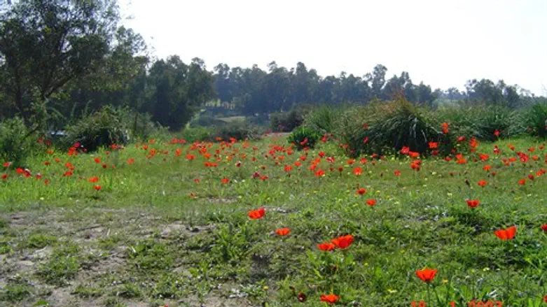 קובי פינקלר, סרוגים