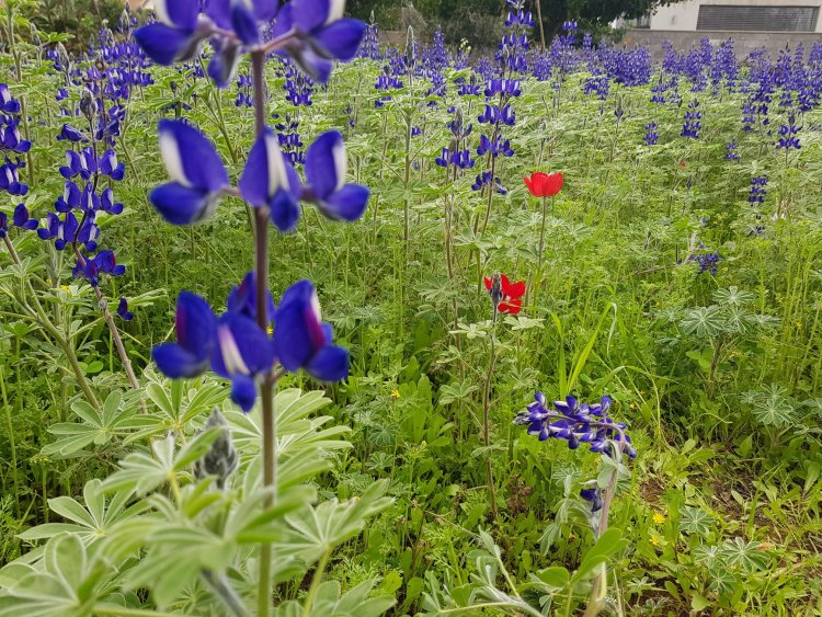 פריחה- קובי פינקלר
