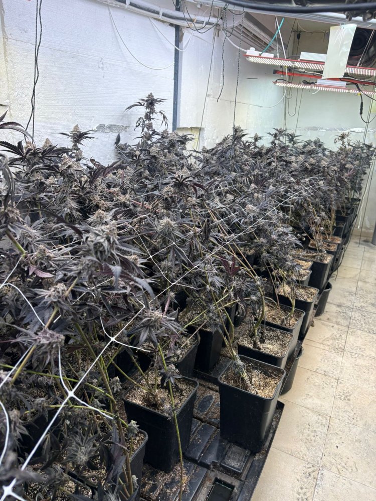 דוברות המשטרה