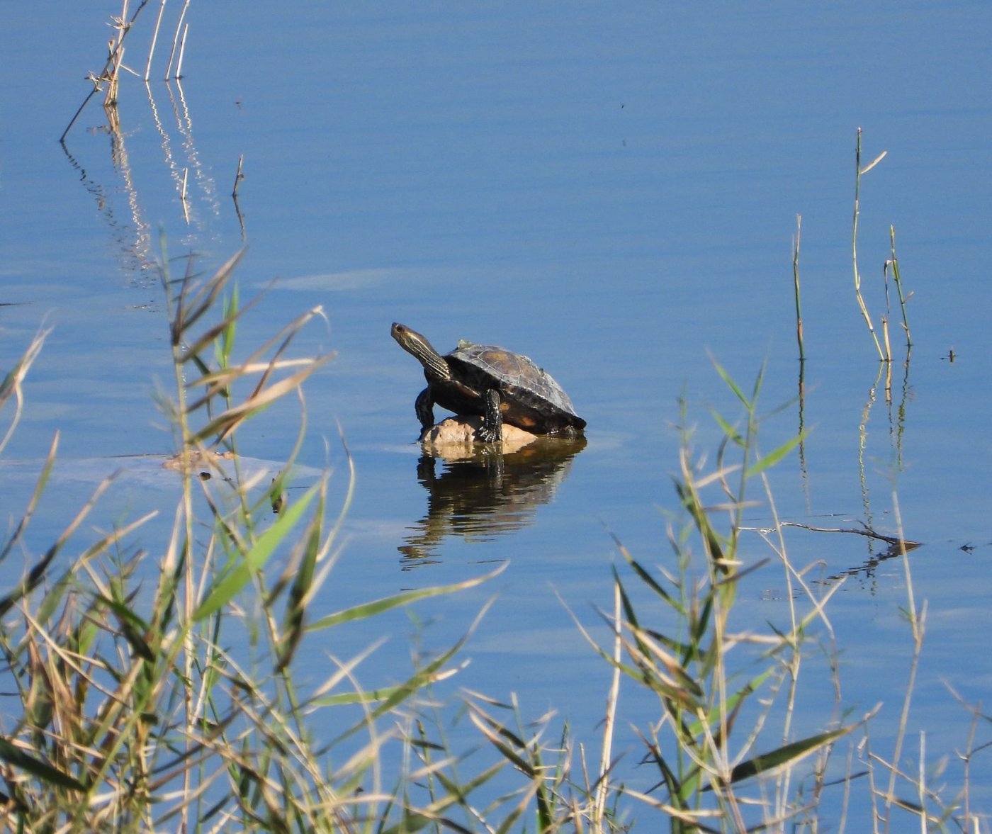 דב גרינבלט, החברה להגנת הטבע.
