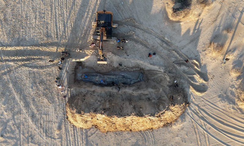 גופת לווייתן נפלטה בזיקים: "חשד למוות לא טבעי"