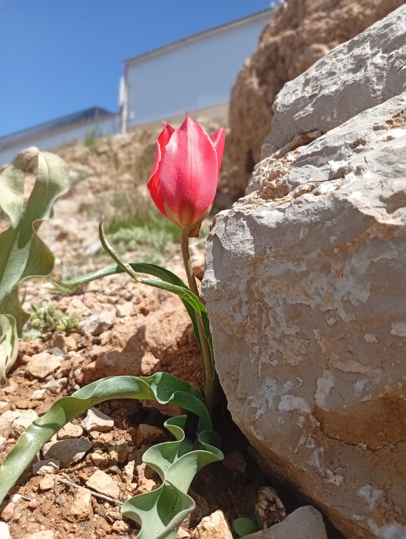 ורד לנס, החברה להגנת הטבע