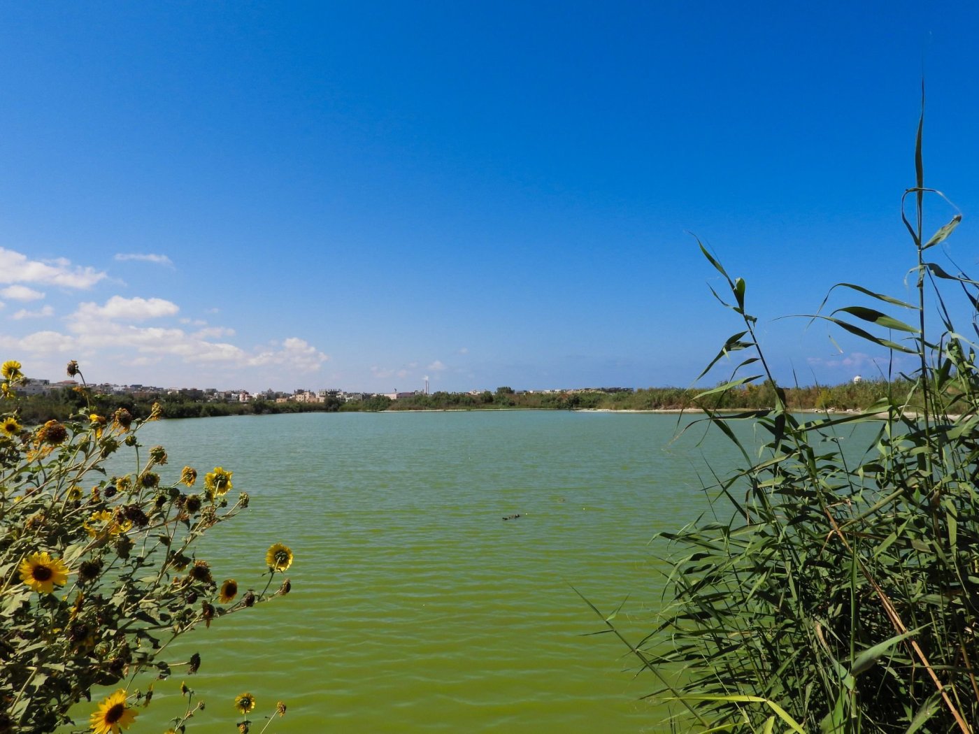 דב גרינבלט, החברה להגנת הטבע.