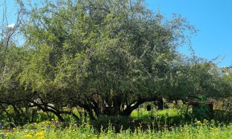שיזף ותורמוסים בטיול עירוני ליד המרחב המוגן