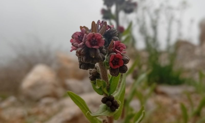 דווקא עכשיו: מאות מטיילים באתר החרמון בסיורי פריחה מיוחדים