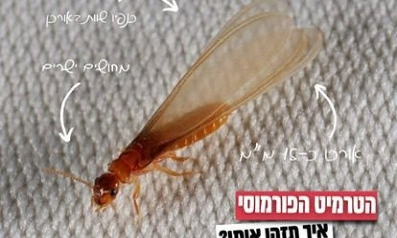עלול לגרום נזק לרהיטים. שימו עין על הטרמיט הפורמוסי